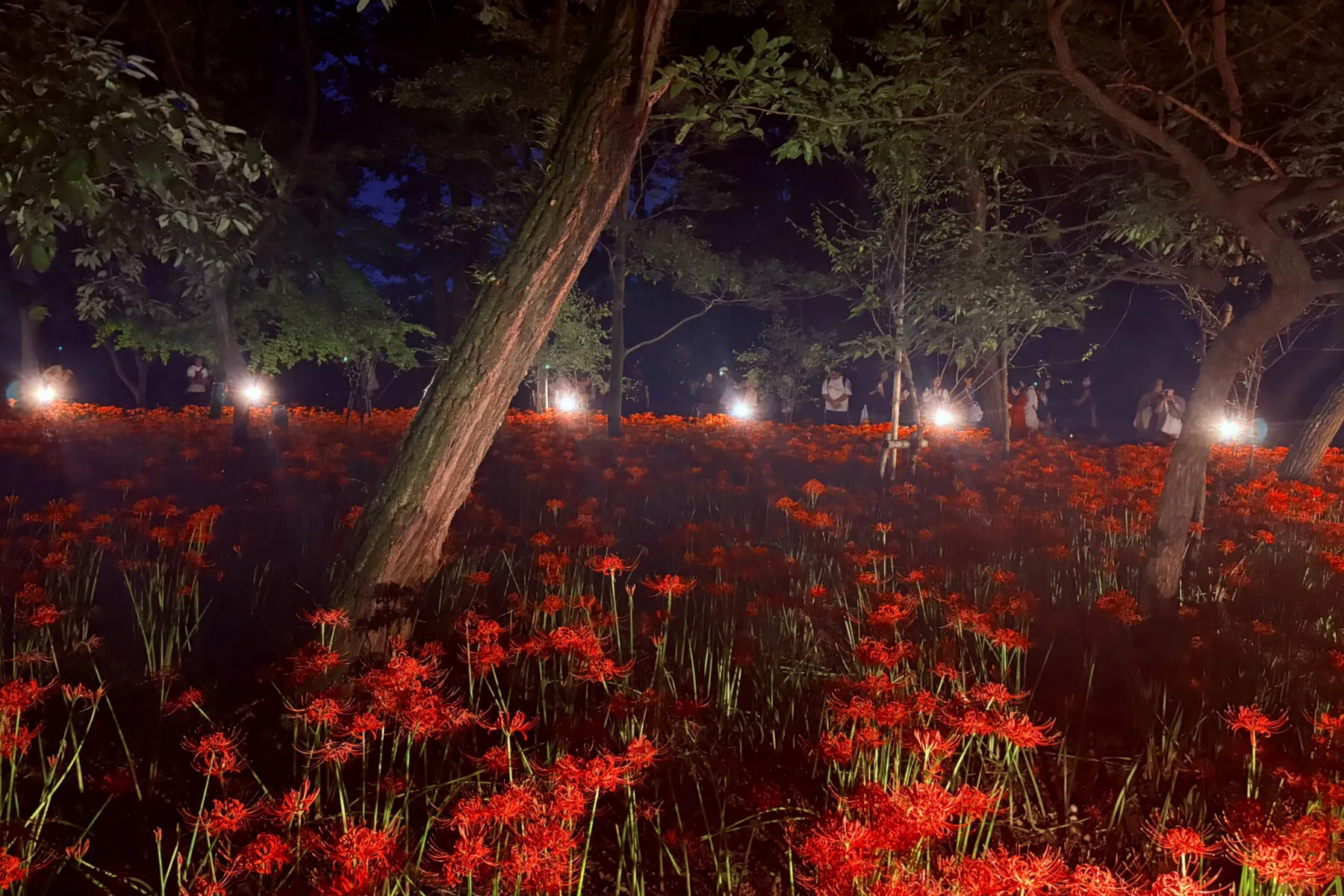 ＜巾着田曼珠沙華まつり＞「巾着田曼珠沙華公園」夜の様子（2026年撮影：レッツエンジョイ東京編集部）