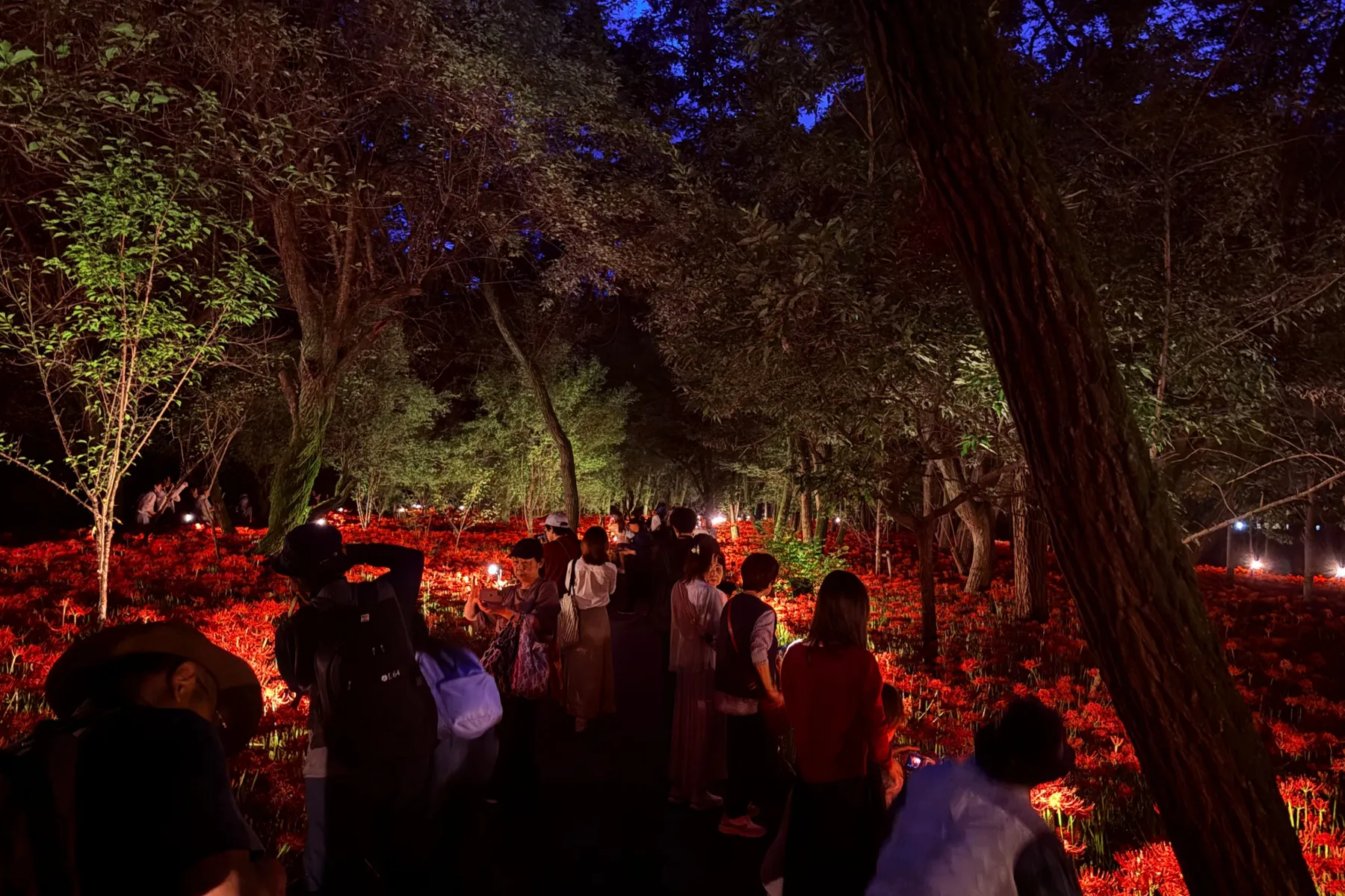 ＜巾着田曼珠沙華まつり＞「巾着田曼珠沙華公園」夜の様子（2026年撮影：レッツエンジョイ東京編集部）