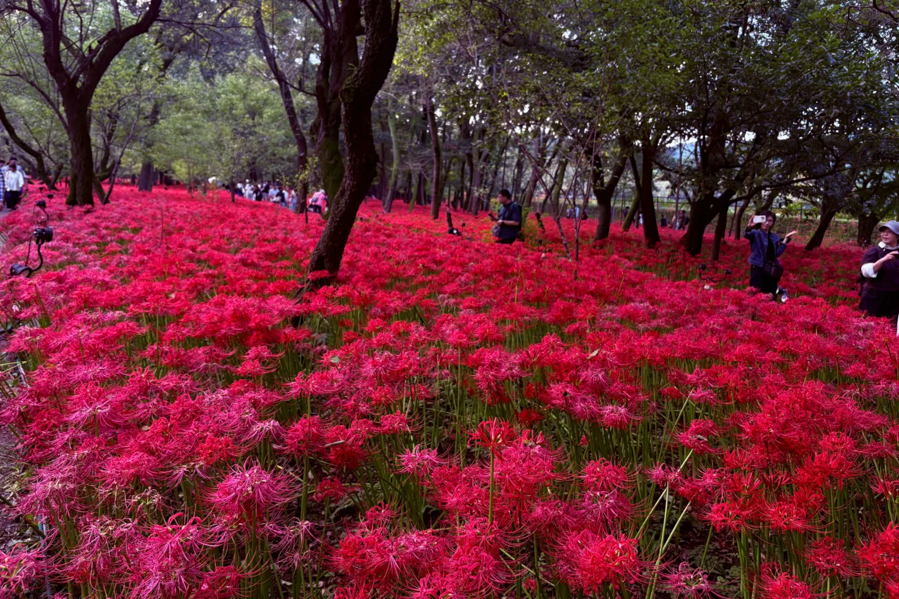 ＜巾着田曼珠沙華まつり＞「巾着田曼珠沙華公園」彼岸花の様子（2026年撮影：レッツエンジョイ東京編集部）