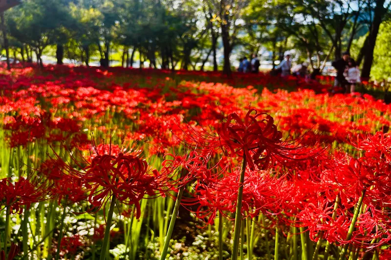 ＜巾着田曼珠沙華まつり＞「巾着田曼珠沙華公園」彼岸花の様子（2026年撮影：レッツエンジョイ東京編集部）