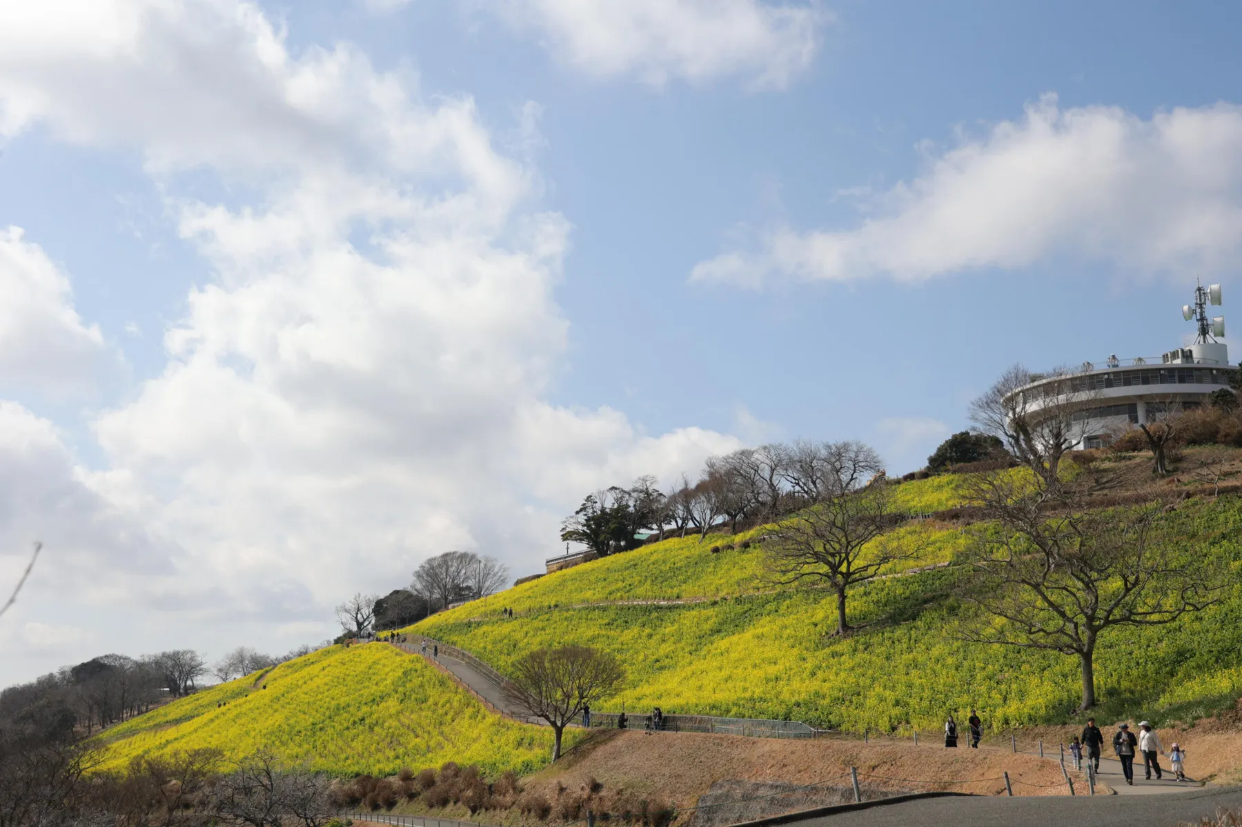マザー牧場 菜の花の見頃_2