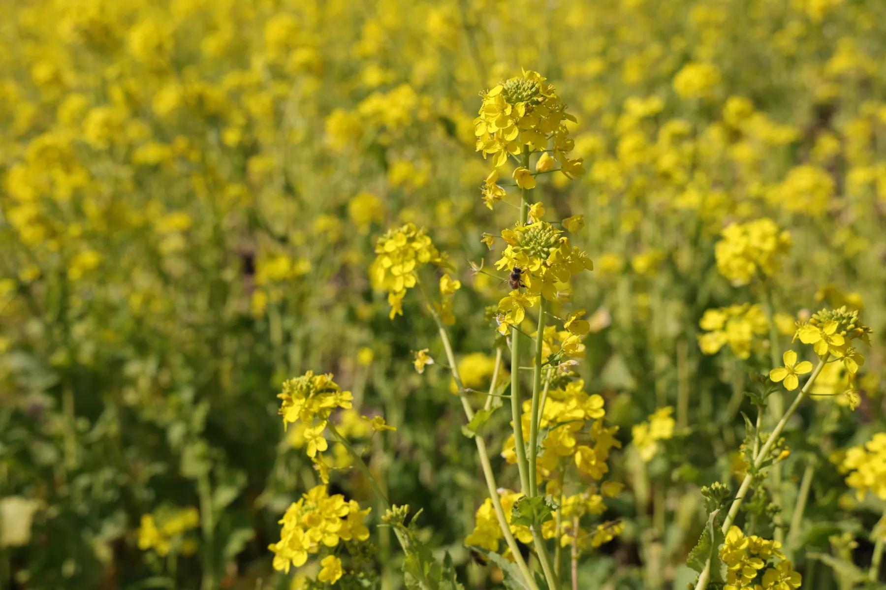 マザー牧場 菜の花の見頃_3