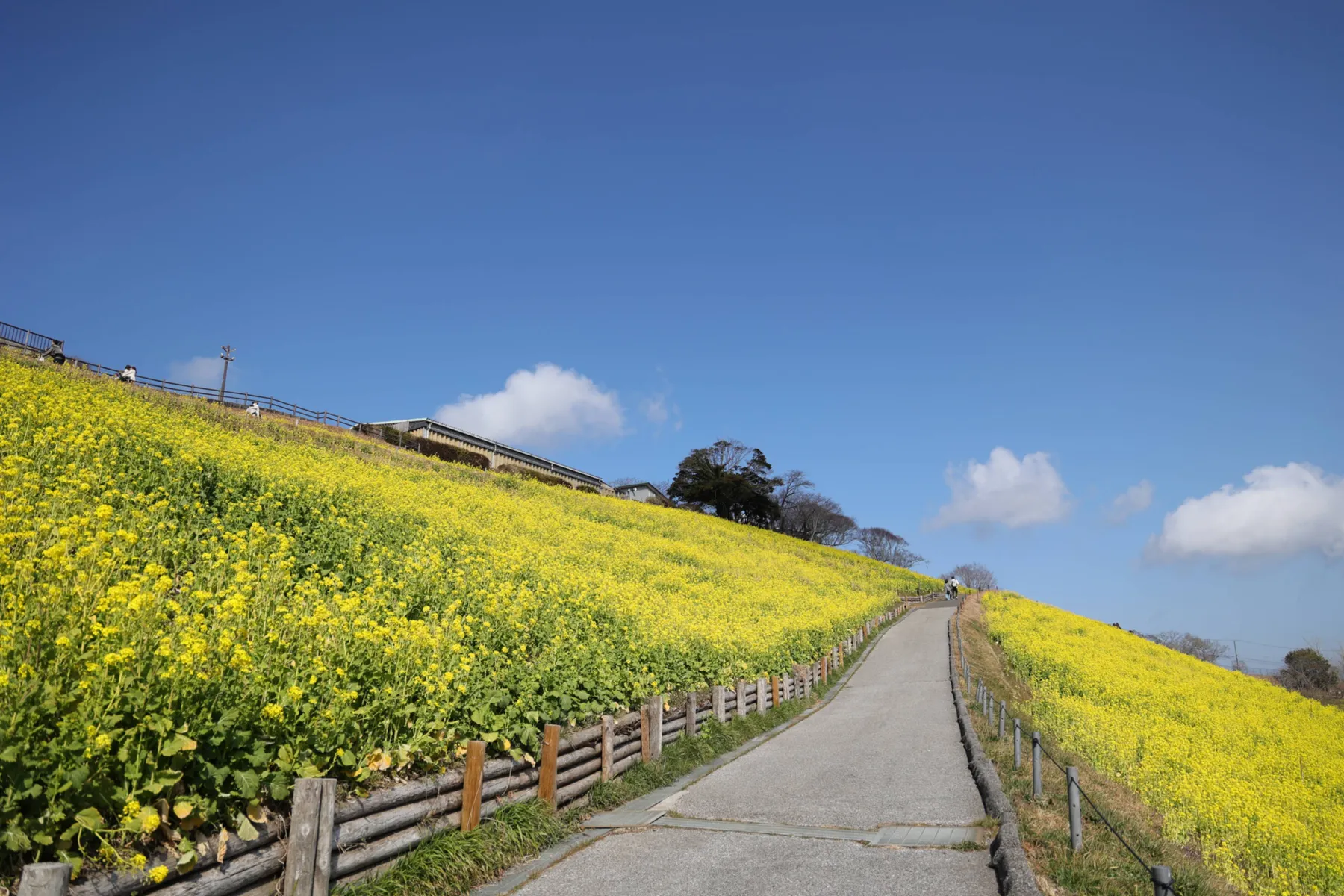 マザー牧場 菜の花の見頃_4
