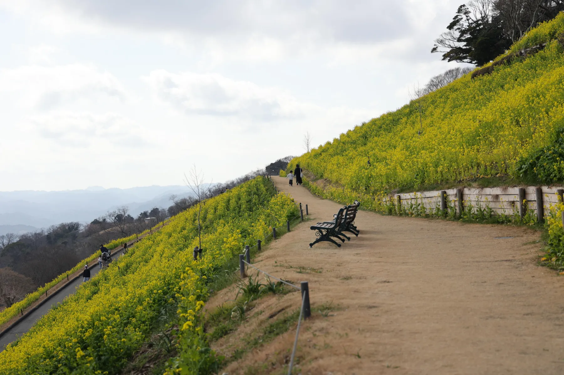 マザー牧場 菜の花の見頃_5