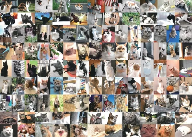 大佛次郎×ねこ写真展2026