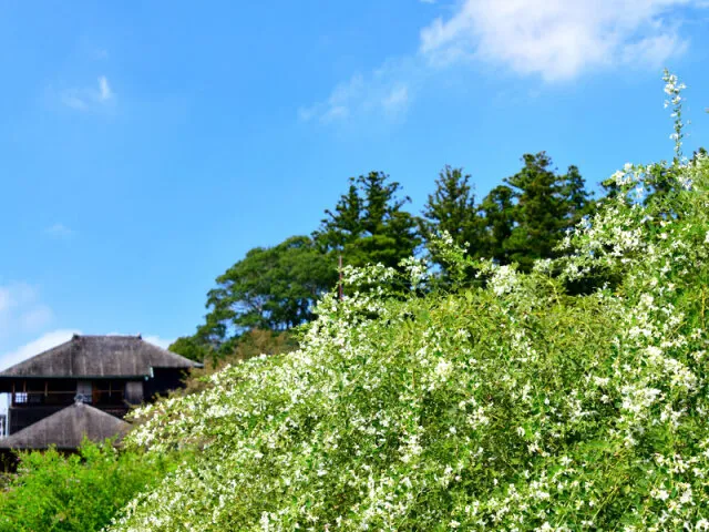 第59回水戸の萩まつり