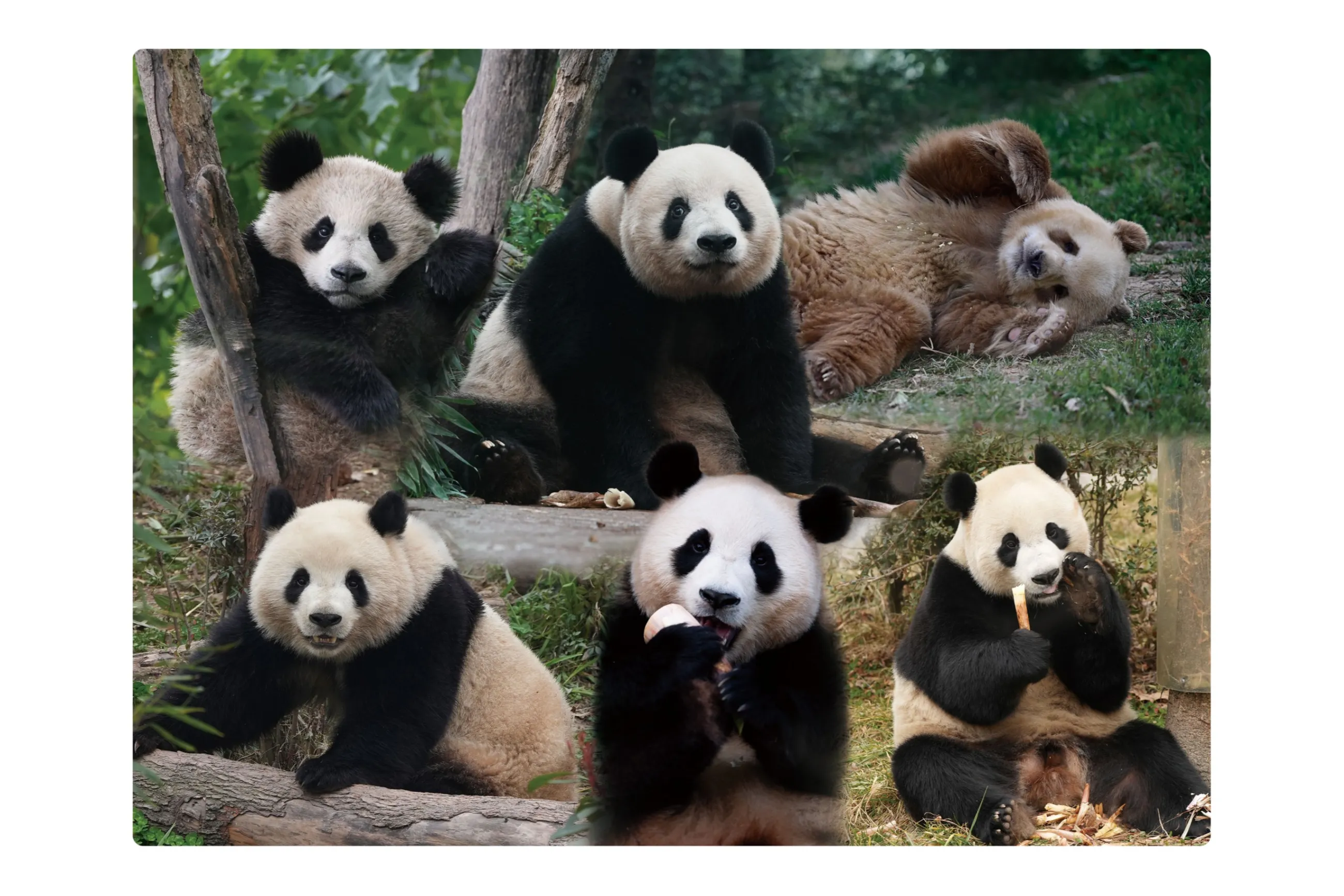 注目の中国パンダ勢ぞろい！ 大パンダ展