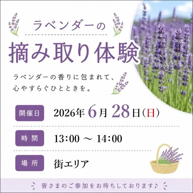 ラベンダーの摘み取り体験