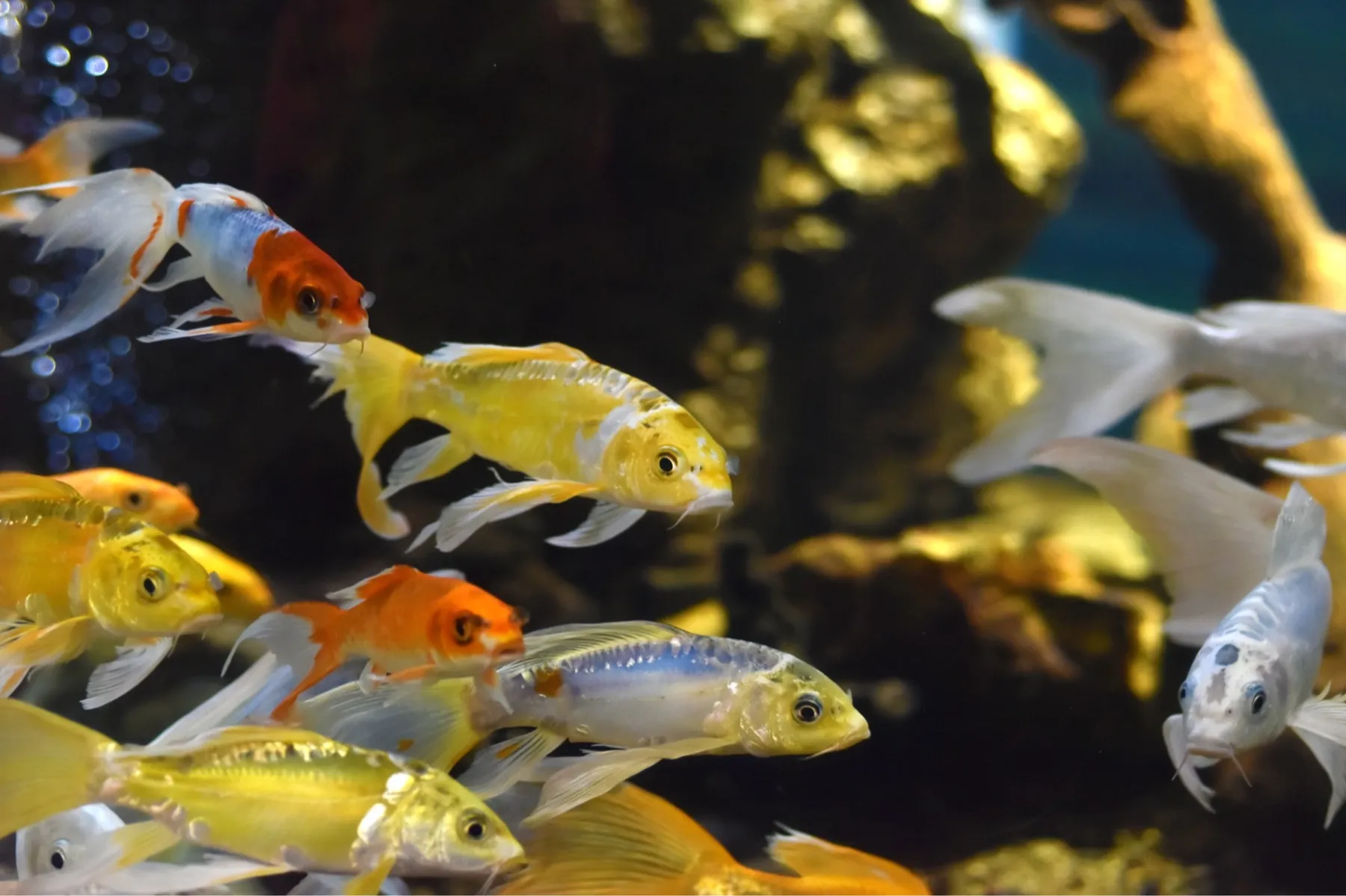 「フィッシュセラピー足湯」と「旅するおふろ水族館」_4