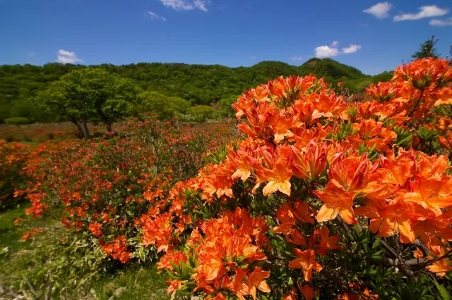 【花・見ごろ】赤城山　レンゲツツジ_1