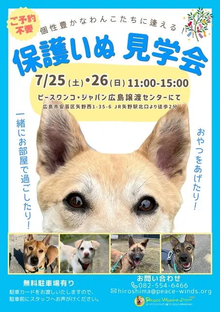 保護いぬ見学会