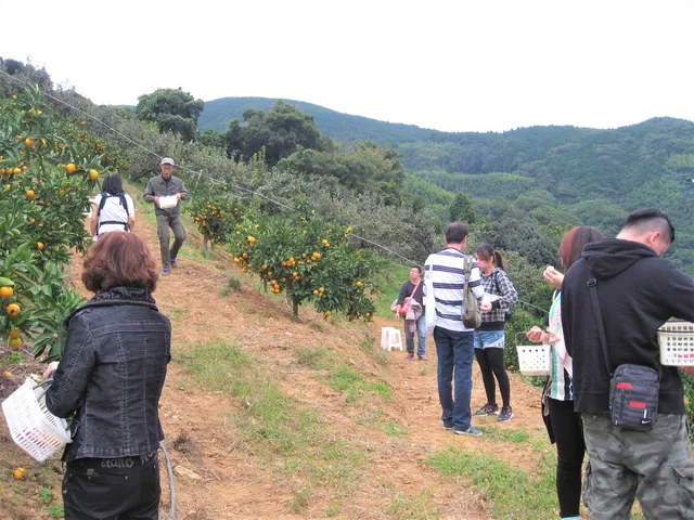 阪口農園　みかん狩り