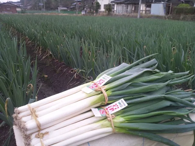 全国ねぎサミット2025inあさご