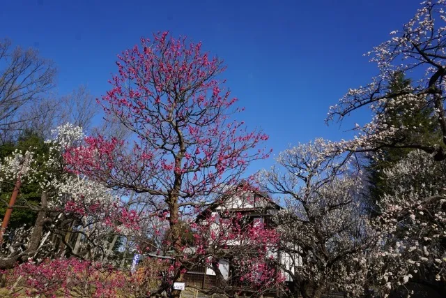 郷土の森　梅まつり_1