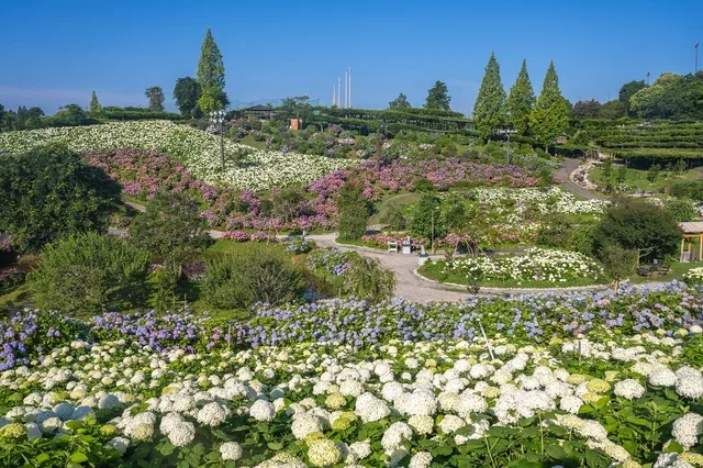 かざはやの里 2026　花と祈りの紫陽花まつり