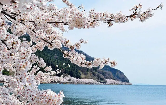 桜・見ごろ】海津大崎