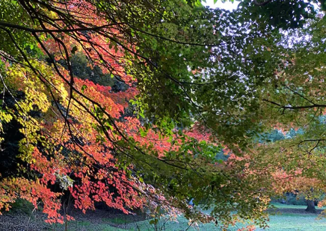 【紅葉・見ごろ】大井ふ頭中央海浜公園