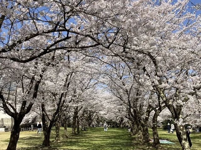村松公園桜まつり