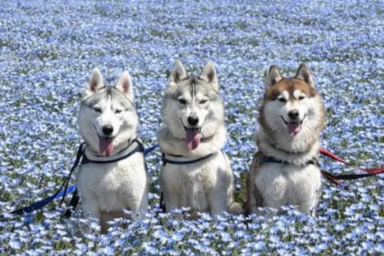 SOLEIL DOG PARADE 2026 ～ネモフィラ畑に大集合！～
