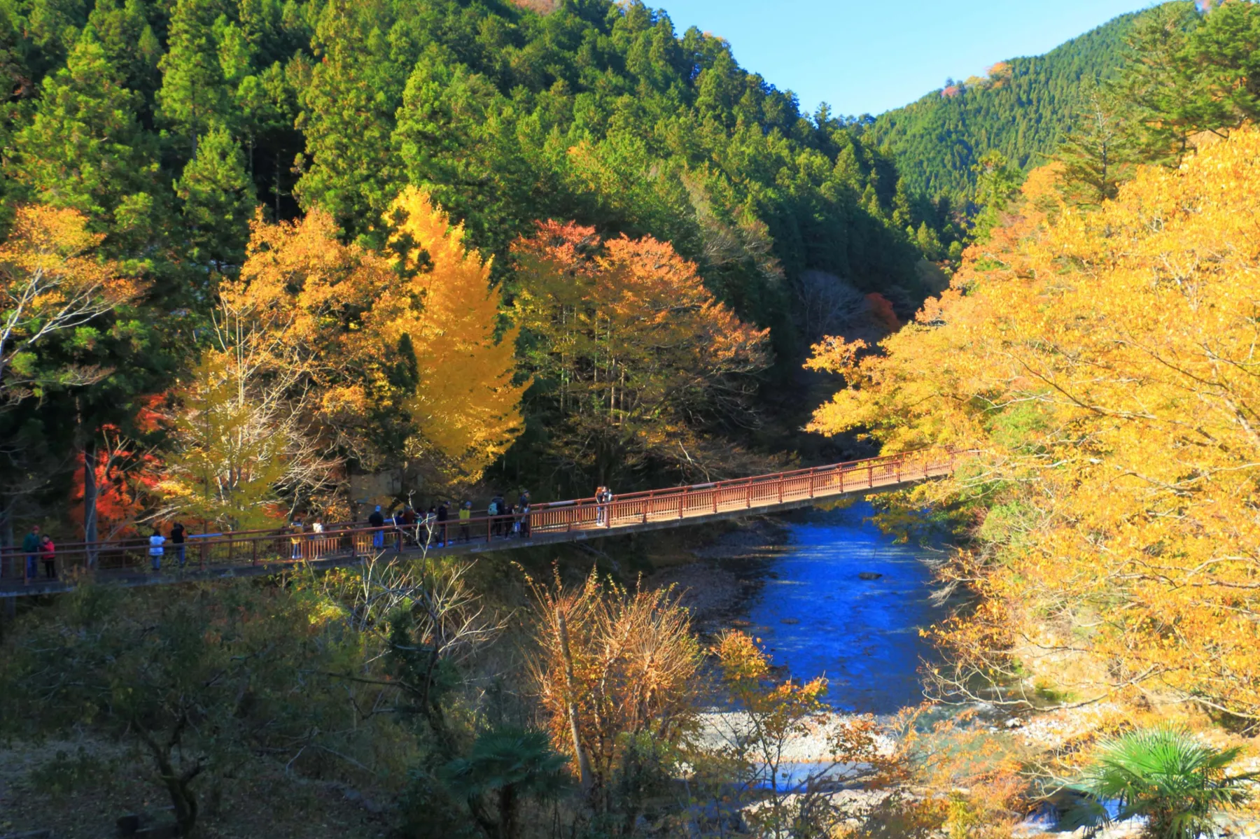 秋川渓谷の紅葉情報_1