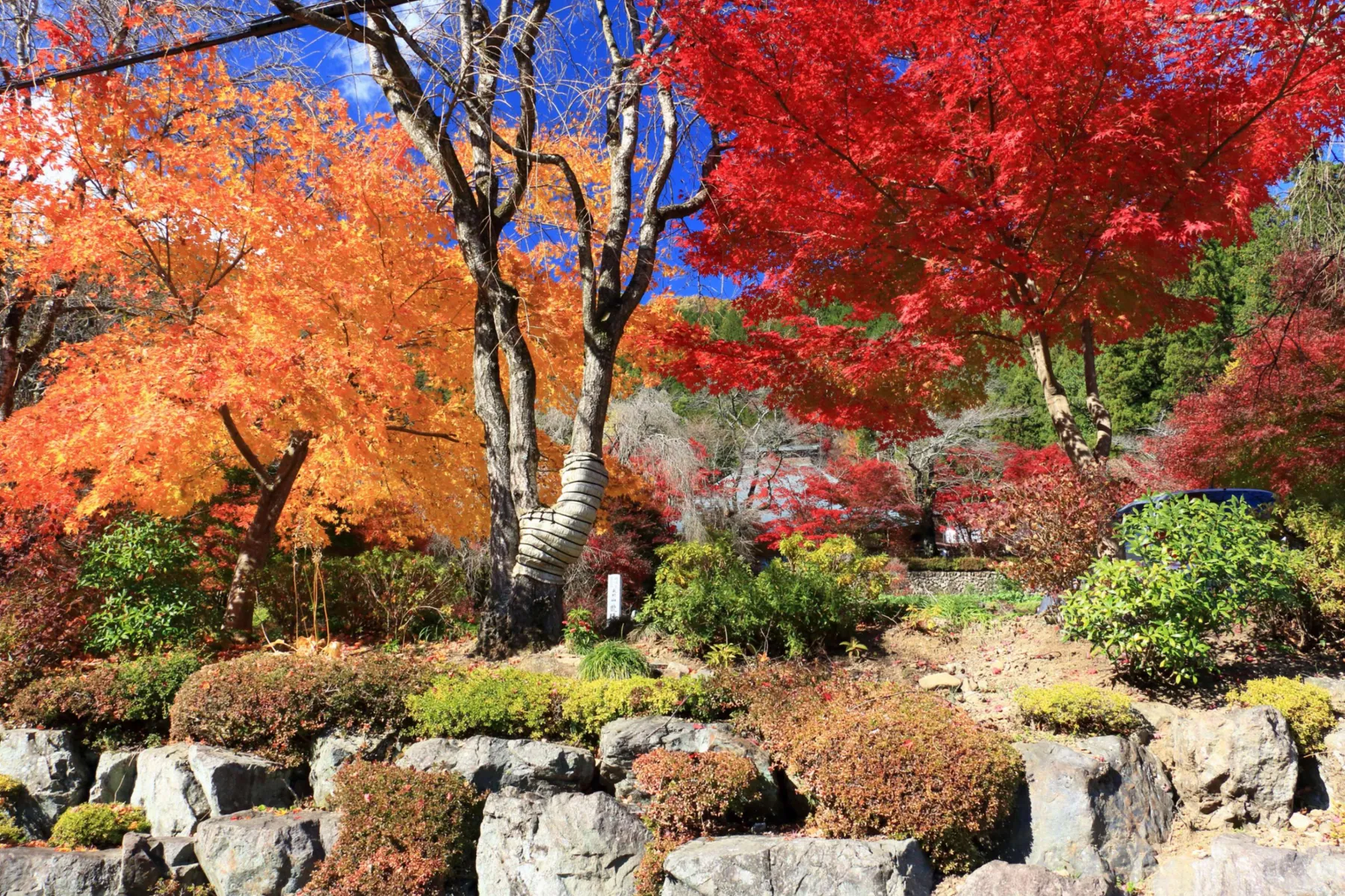 秋川渓谷の紅葉情報_3