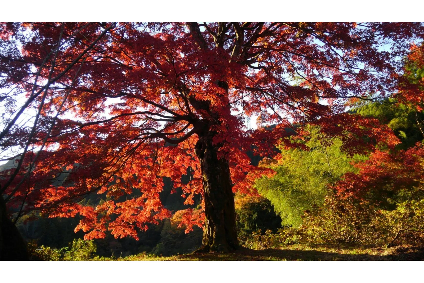 秋川渓谷の紅葉情報_4