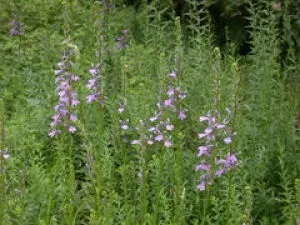 【花・見ごろ】越前町立福井総合植物園　プラントピア　サワギキョウ