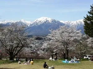 【桜・見ごろ】大町公園・観光道路_1