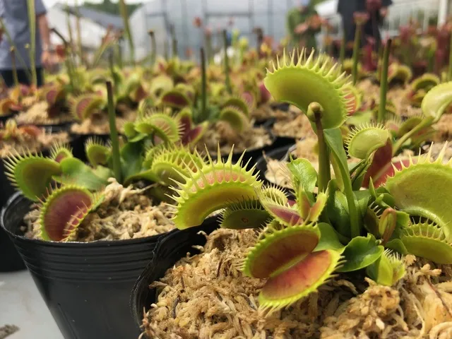 食虫植物専門店 Heli's Gardenが淡路島にやってくる！
