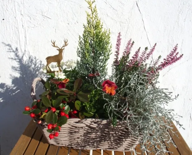 クリスマスの寄せ植え