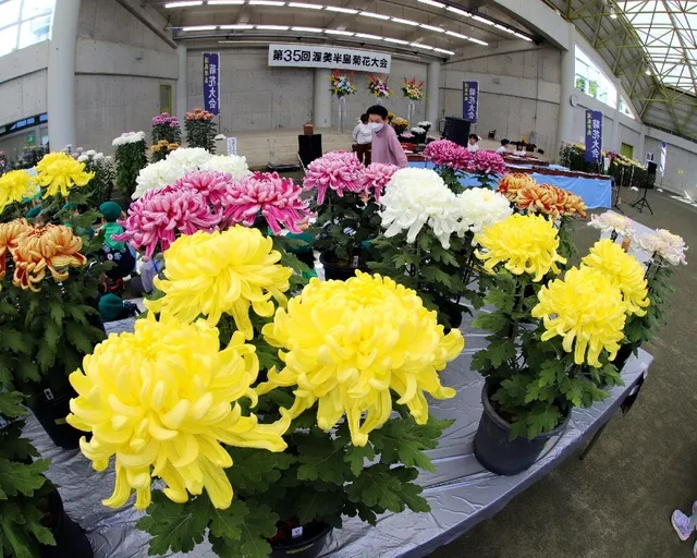 第37回 渥美半島菊花大会