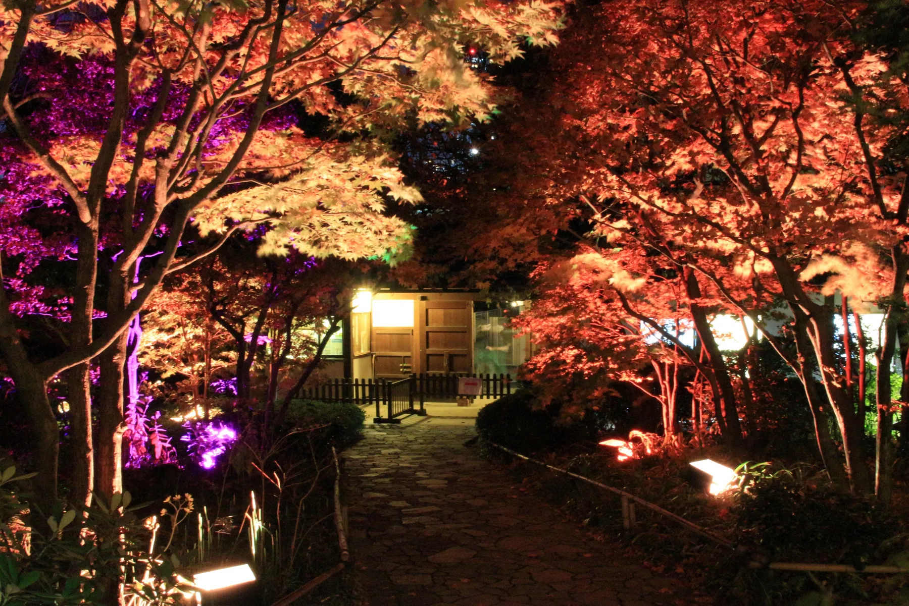 ―めじろアートナイトvol.5―『庭園の紅葉ライトアップ』_2