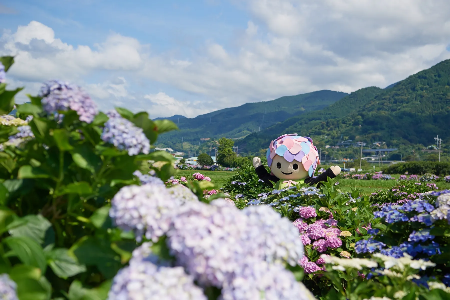 開成町あじさいまつり