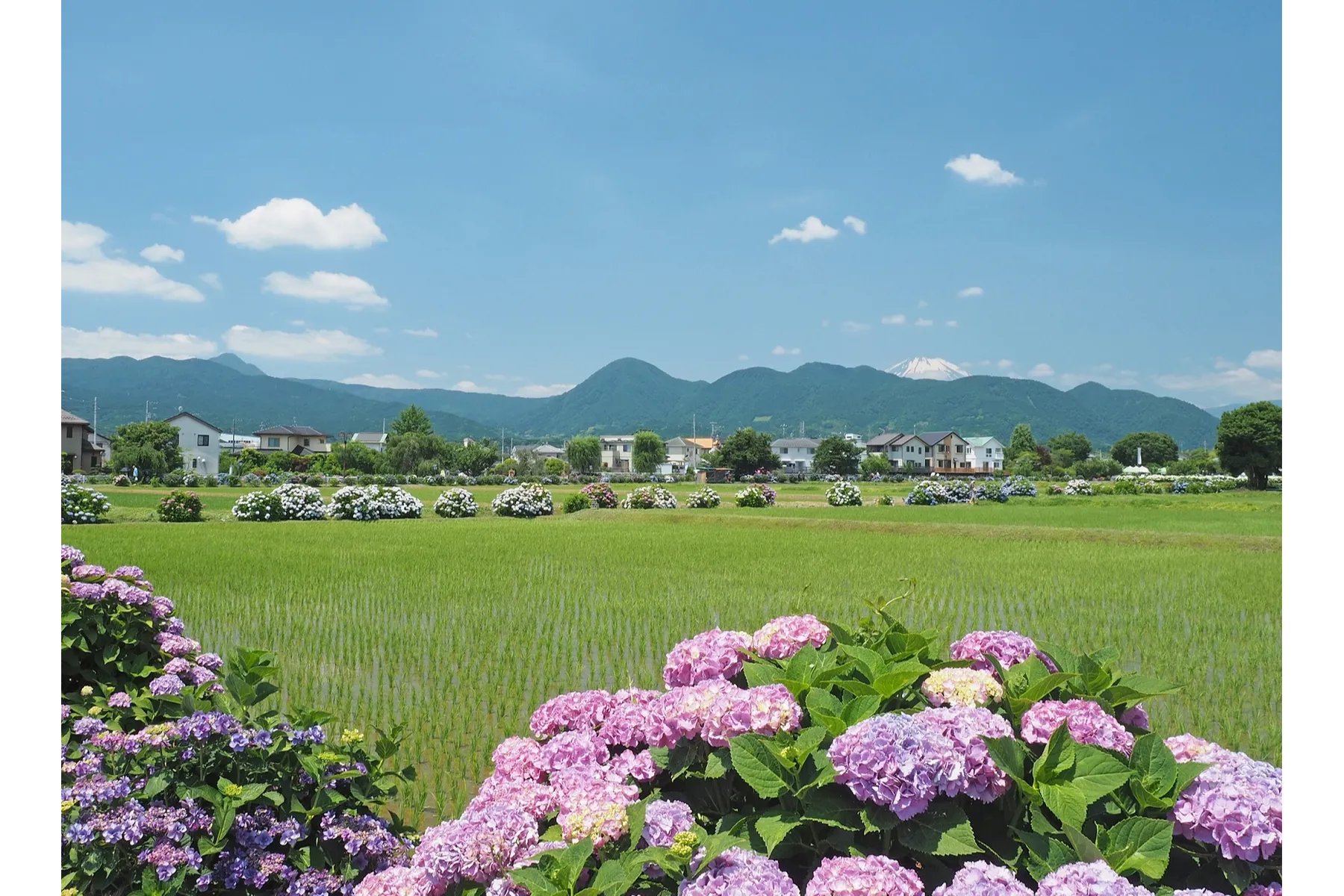 開成町あじさいまつり
