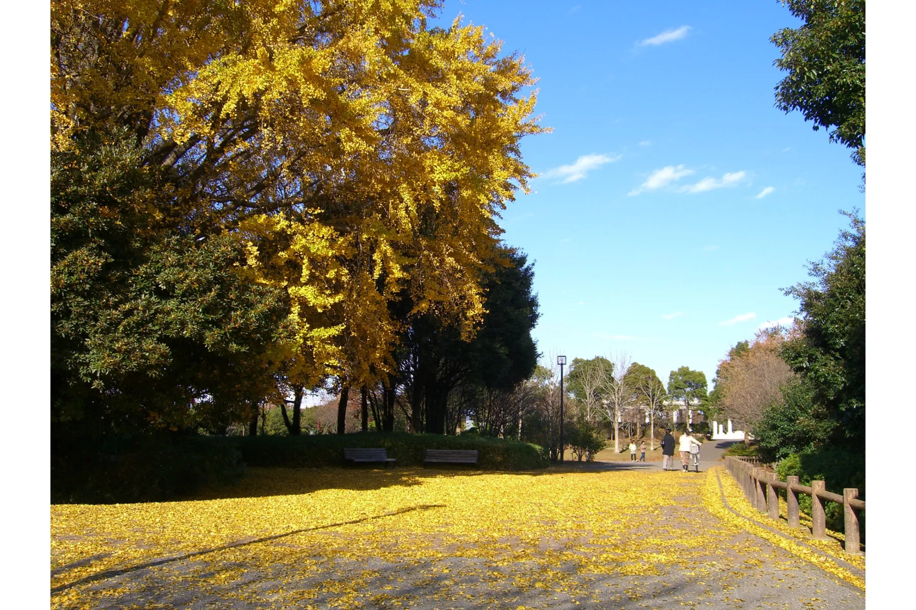 青葉の森公園の紅葉情報_1