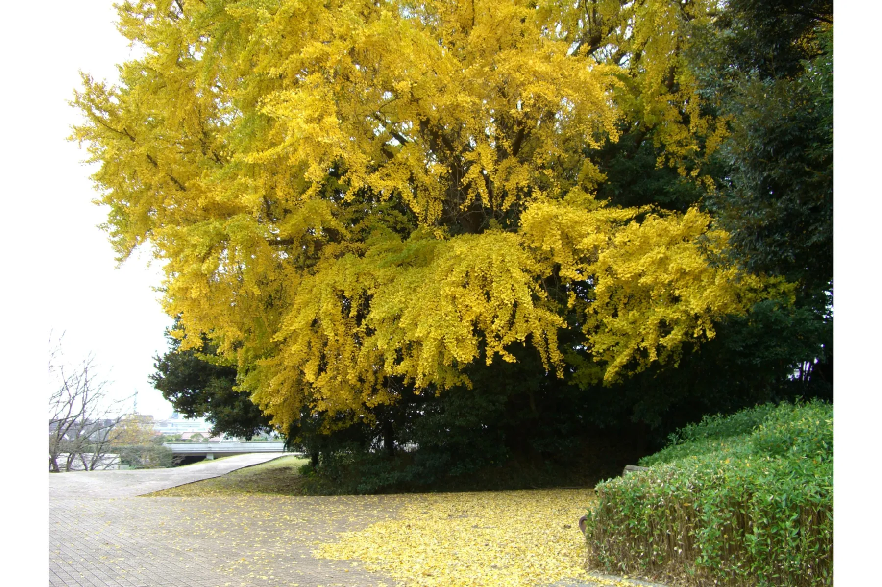 青葉の森公園の紅葉情報_2