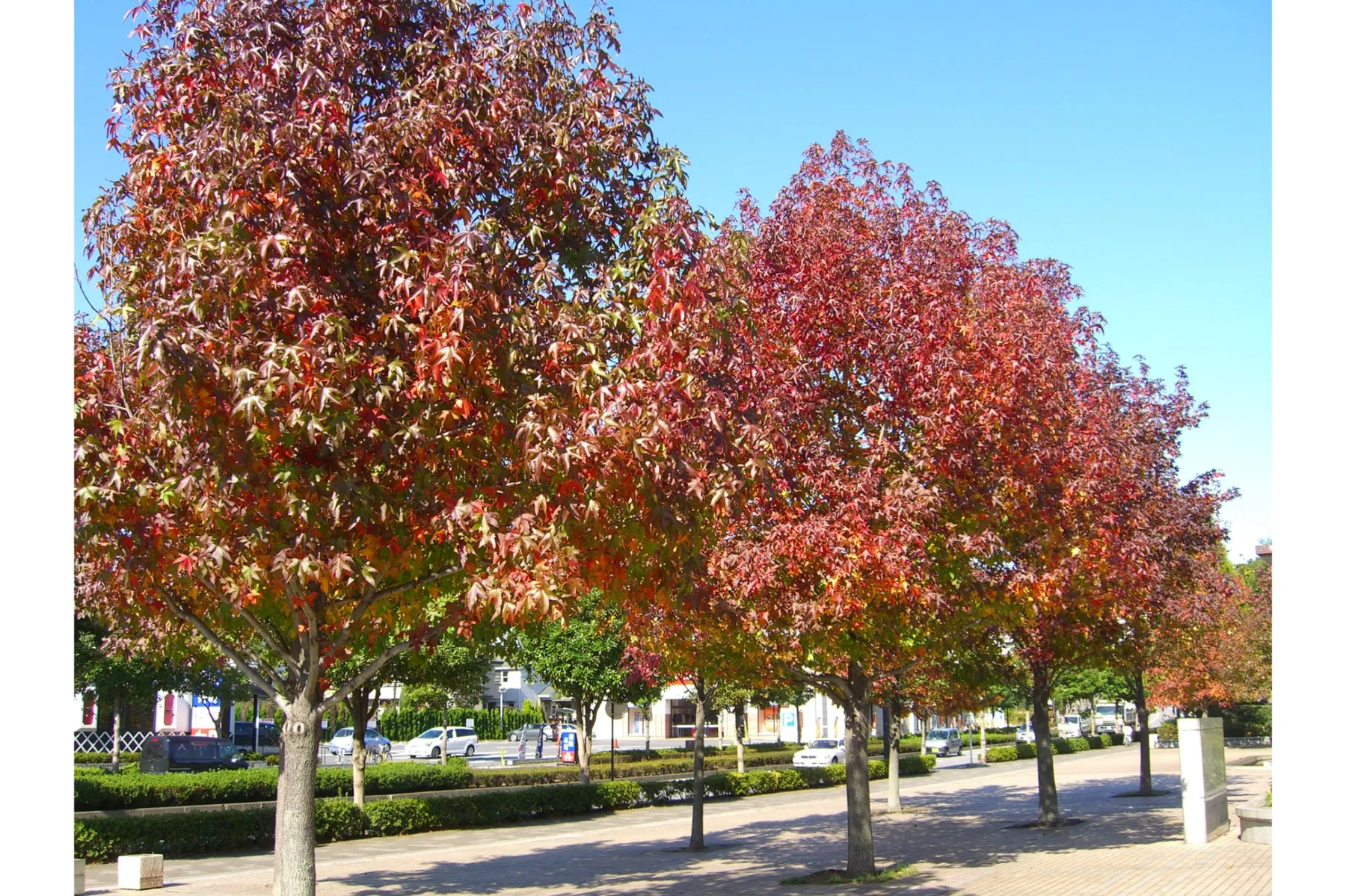 青葉の森公園の紅葉情報_3
