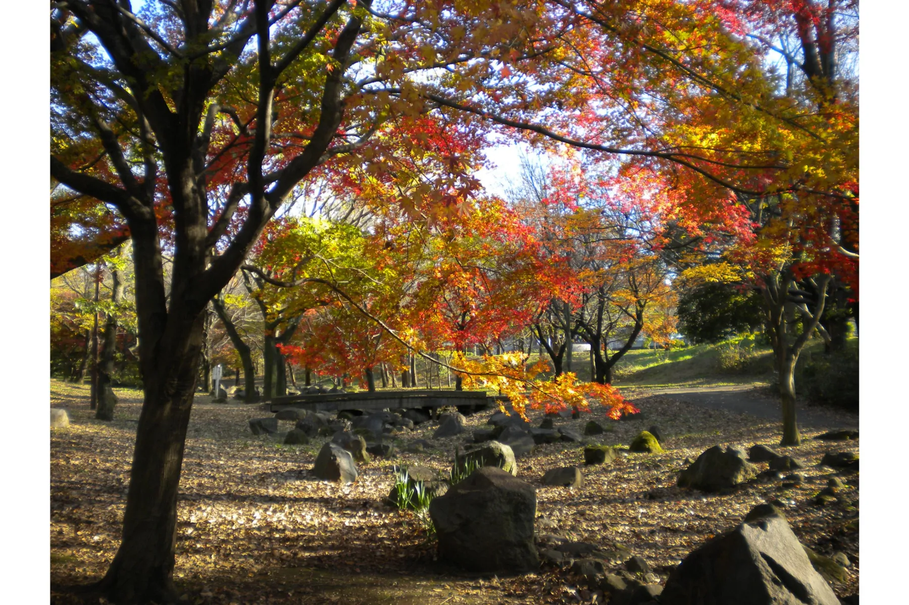 青葉の森公園の紅葉情報_5