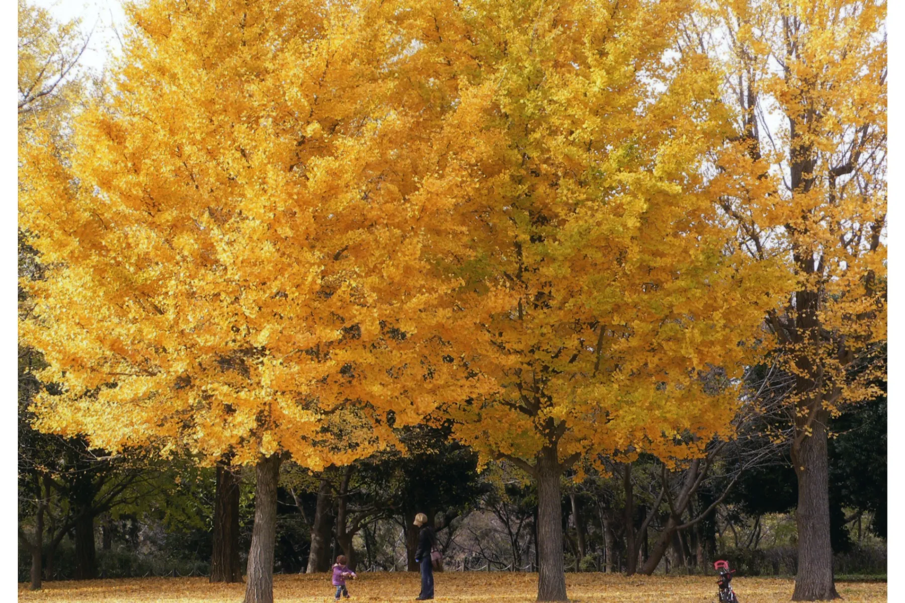 青葉の森公園の紅葉情報_6