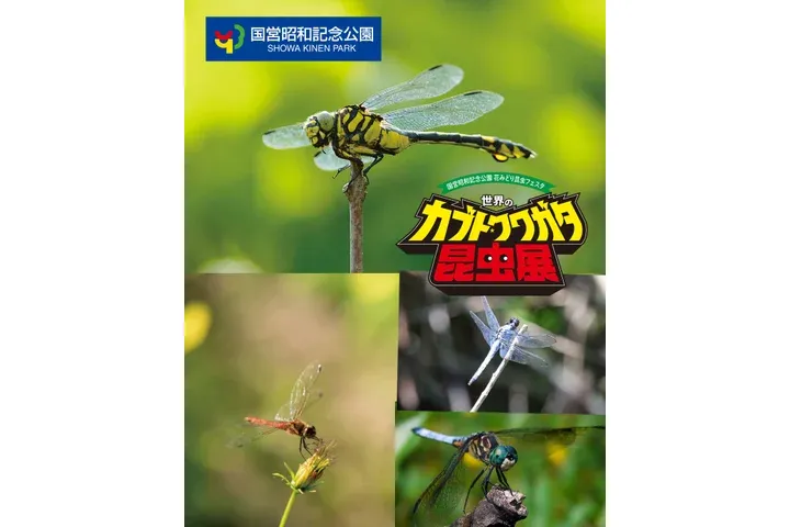 世界のカブト・クワガタ昆虫展_10