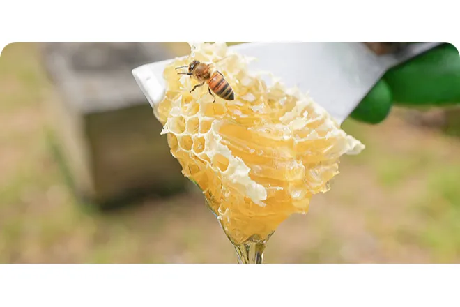 第2回花みどり昆虫フェスタ　世界のカブト・クワガタ昆虫展_12