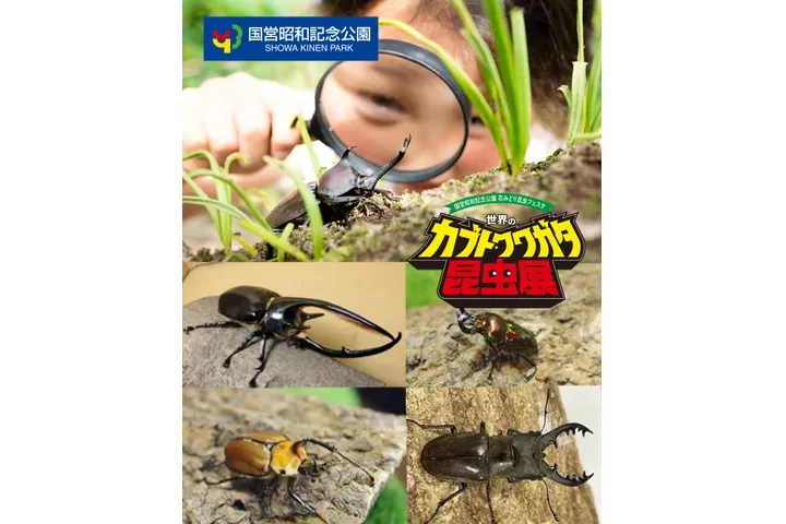 世界のカブト・クワガタ昆虫展_4