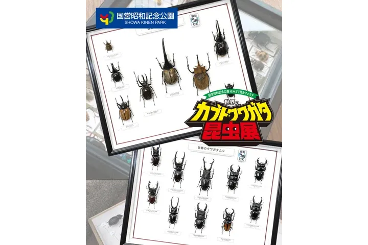 世界のカブト・クワガタ昆虫展_5