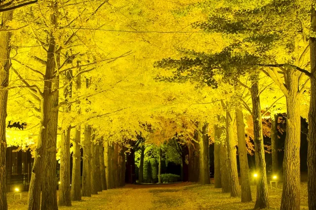 令和７年度歴史館いちょうまつり