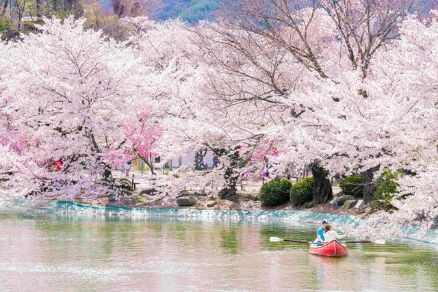 臥竜公園さくらまつり
