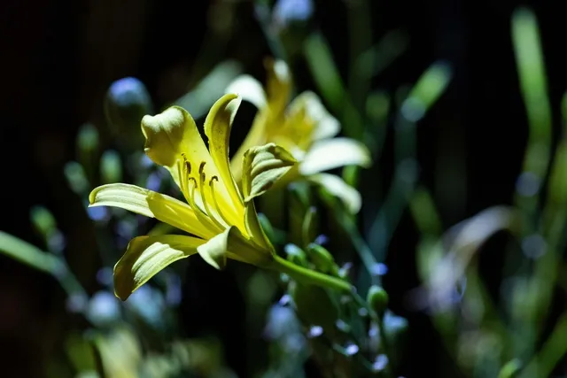夜の植物園
