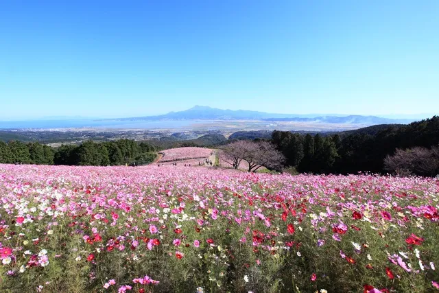 【花・見ごろ】白木峰高原 コスモス
