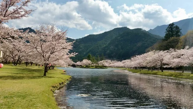 下北山村　さくら祭