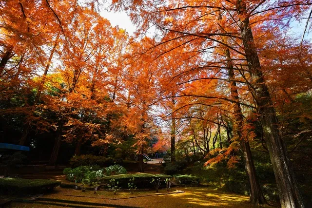 【紅葉・見ごろ】杉村公園