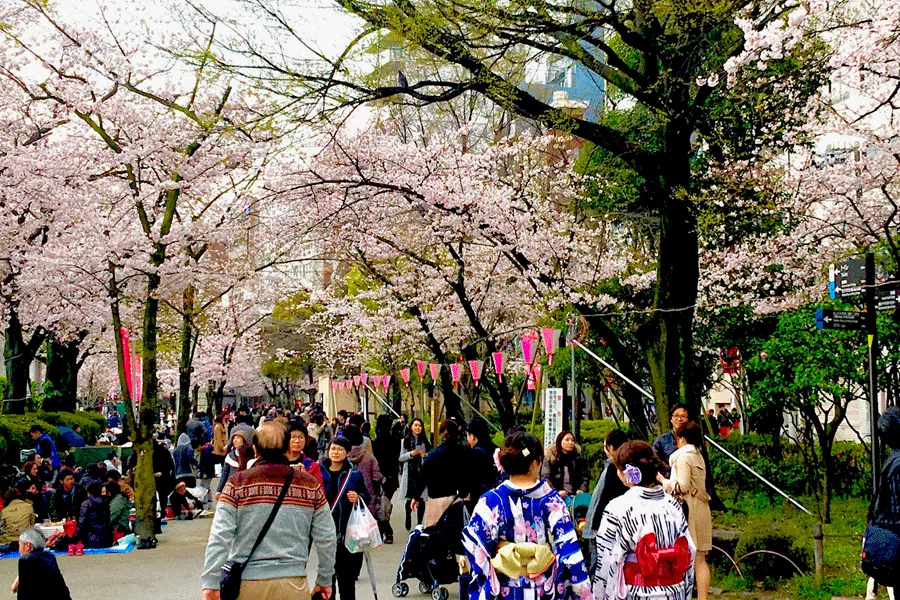隅田公園桜まつり_1